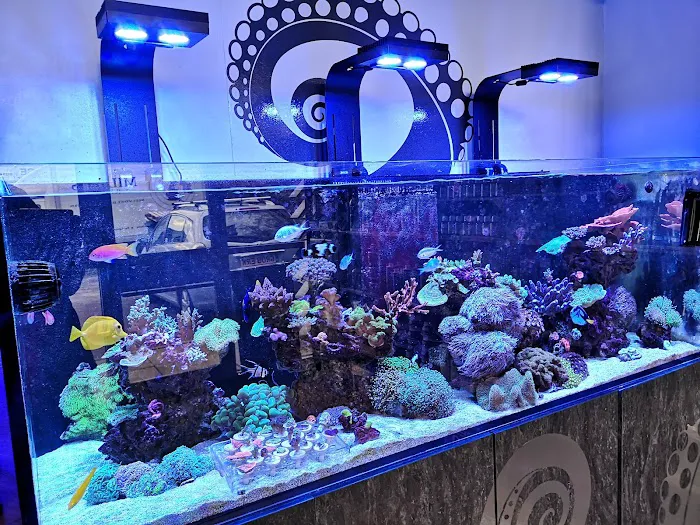 Kraken Corals Limited Picture 9