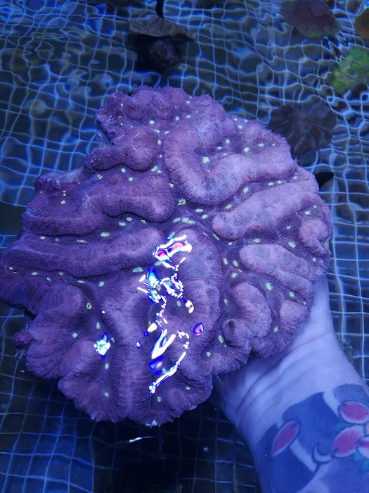 Kraken Corals Limited Picture 10