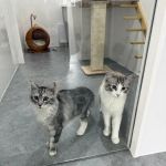 Purrfect Staycation Cattery