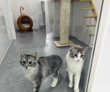 Purrfect Staycation Cattery