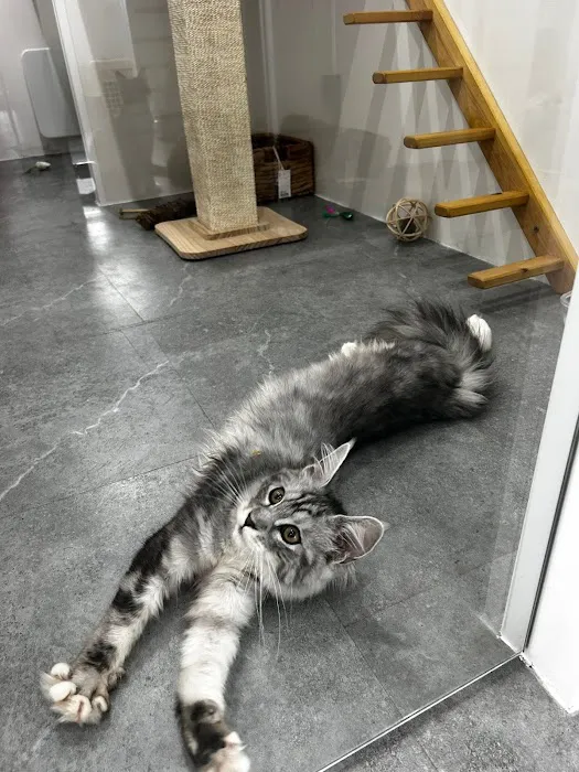 Purrfect Staycation Cattery Picture 5