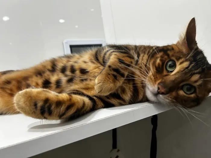 Purrfect Staycation Cattery Picture 7