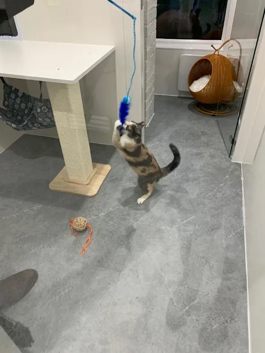 Purrfect Staycation Cattery Picture 10