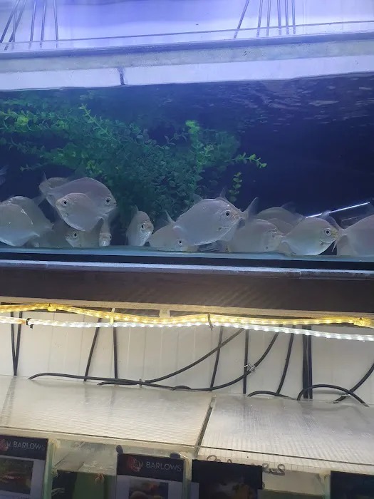 Barlows Aquatic Trading Picture 5