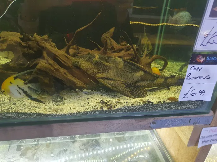 Barlows Aquatic Trading Picture 8