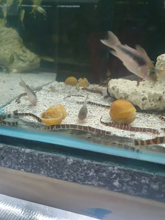 Barlows Aquatic Trading Picture 7