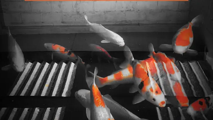 The Koi Place Picture 1