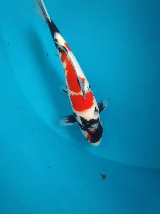 The Koi Place Picture 2