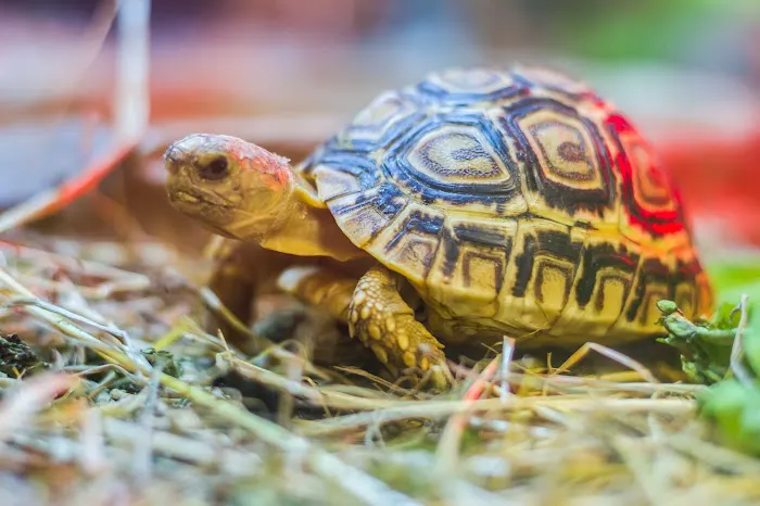 Victoria Pet Centre Picture 2