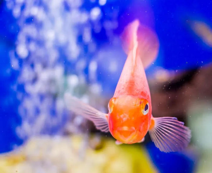 Victoria Pet Centre Picture 4