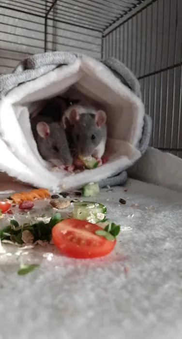 Pets at Home Worksop Picture 9