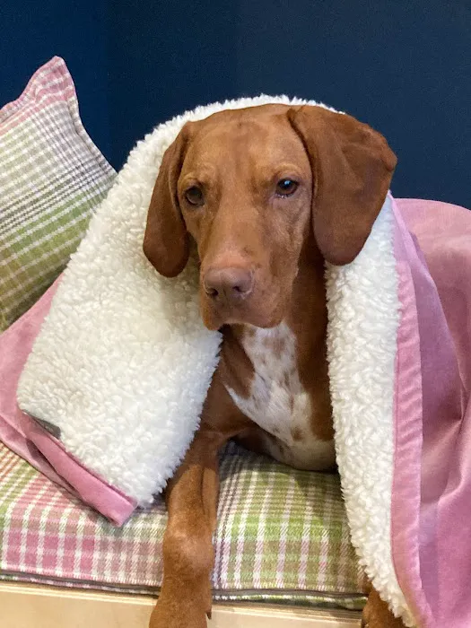 Elle and Rey Quality Dog Beds Picture 1