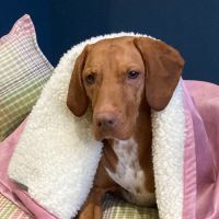 Elle and Rey Quality Dog Beds ico