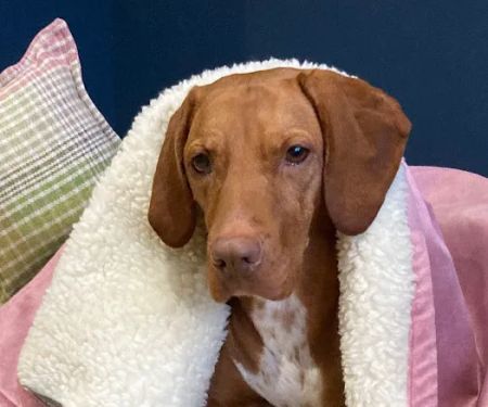 Elle and Rey Quality Dog Beds