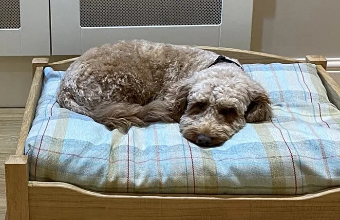 Elle and Rey Quality Dog Beds Picture 2