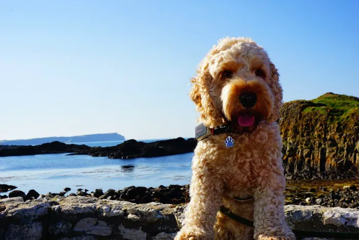 Super Pets Picture 5