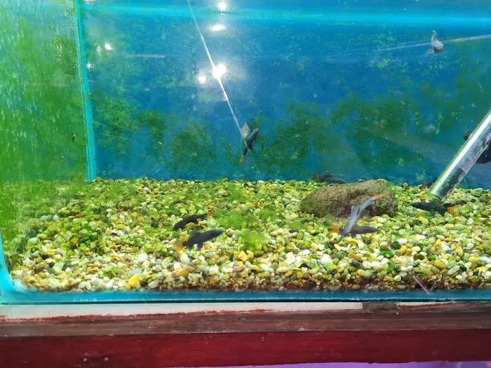 Super Pets Picture 10