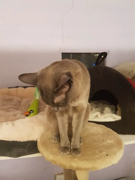 Clearview Cattery Picture 4