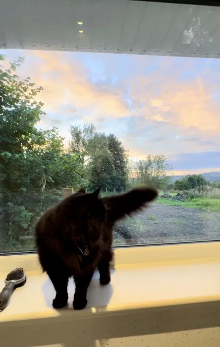 Clearview Cattery Picture 8