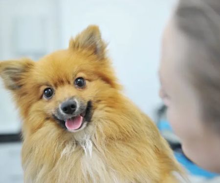 Myerscough Veterinary Group, Padiham