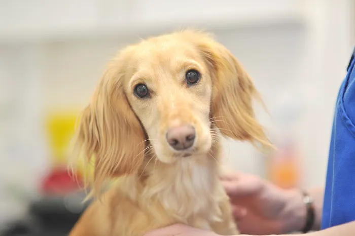 Myerscough Veterinary Group, Padiham Picture 5