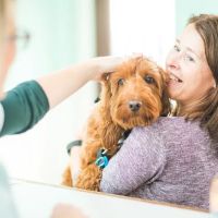 Mearley Veterinary Group ico