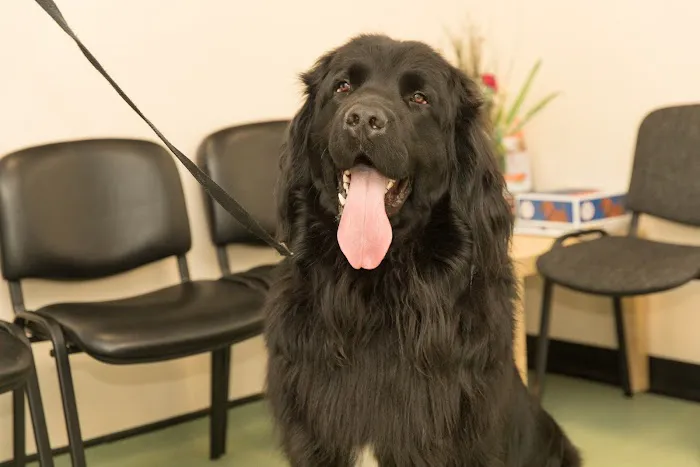 Mearley Veterinary Group Picture 9