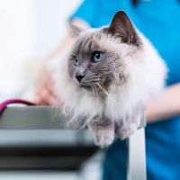 Town and Country Veterinary Group ico