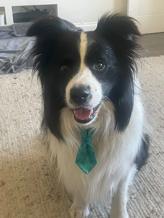 Floofsville Ltd Picture 9