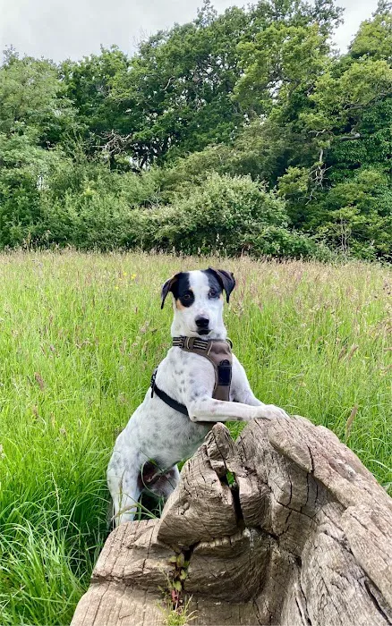 Floofsville Ltd Picture 10