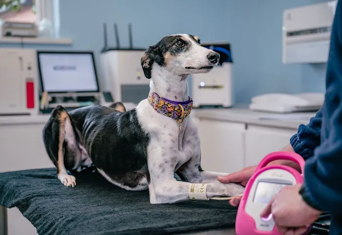 Rose Valley Vets Picture 9