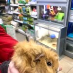 Rovers Return Petshop Ltd