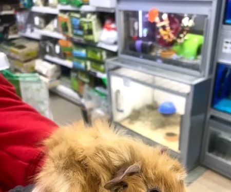 Rovers Return Petshop Ltd