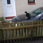 Puurfect Paws Cat Rescue