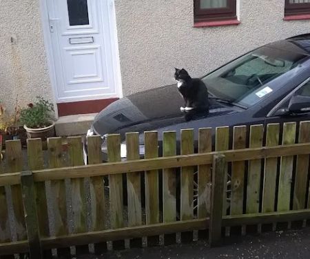Puurfect Paws Cat Rescue