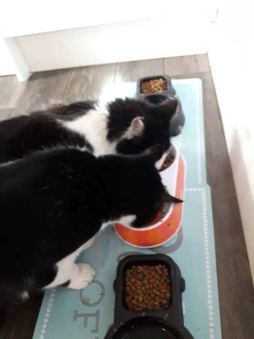 Pets at Home Lincoln North Picture 4