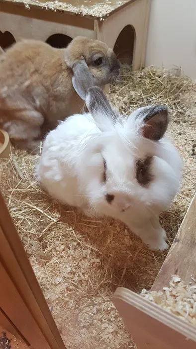 Pets at Home Lincoln North Picture 7