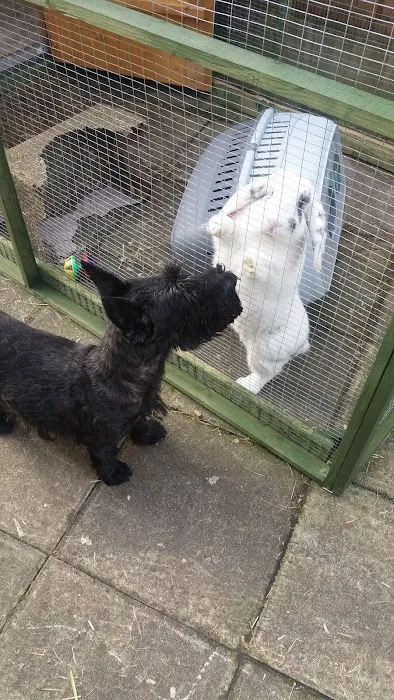 Pets at Home Lincoln North Picture 10