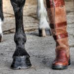North West Equine Vets Ltd.