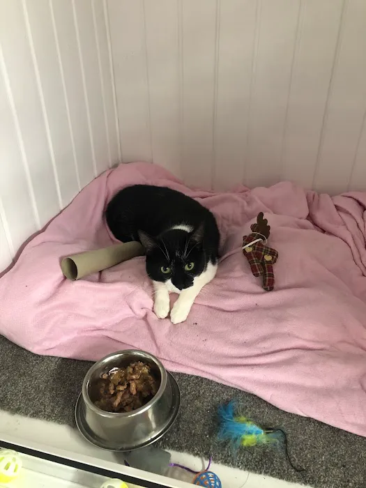 Victoria cattery Picture 2