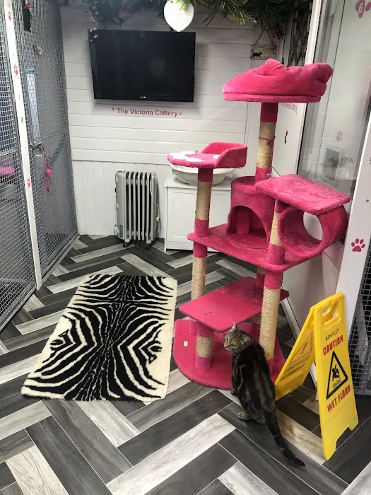 Victoria cattery Picture 3