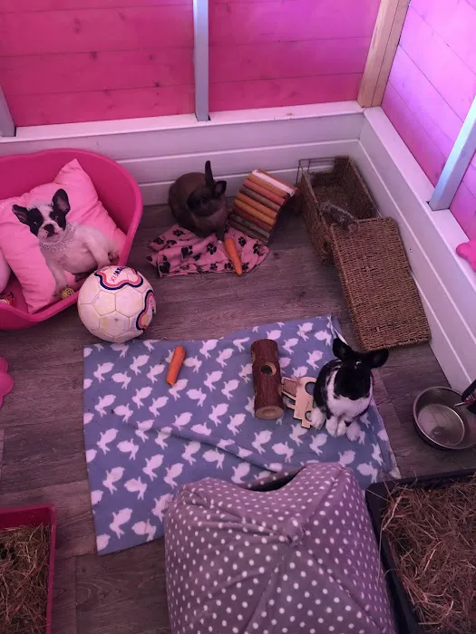 Victoria cattery Picture 7