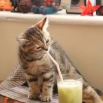 Stanley House Veterinary Group - Burnley