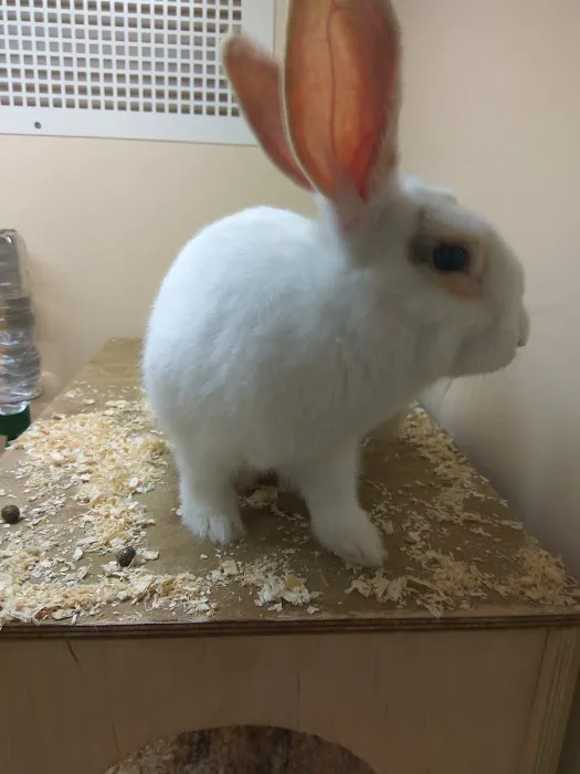 Pets at Home Lincoln Picture 1