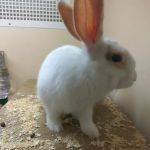 Pets at Home Lincoln