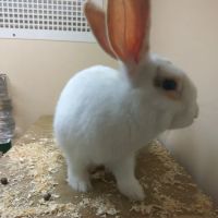 Pets at Home Lincoln ico