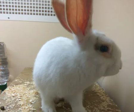 Pets at Home Lincoln