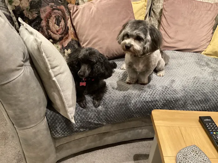 Pets at Home Lincoln Picture 8