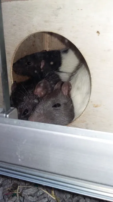 Pets at Home Lincoln Picture 9