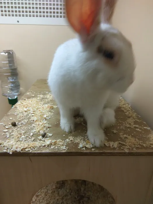 Pets at Home Lincoln Picture 6